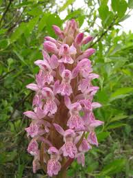 Attēlu rezultāti vaicājumam “Dactylorhiza incarnata leaf”