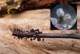 Attēlu rezultāti vaicājumam “Lamproderma pseudomaculatum macro”