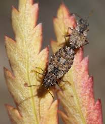 Attēlu rezultāti vaicājumam “Nithecus jacobaeae”