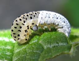 Attēlu rezultāti vaicājumam “Tettigoniodea exuvia”