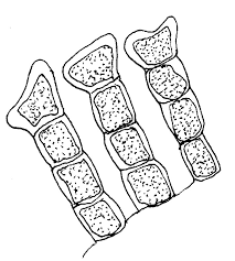Attēlu rezultāti vaicājumam “Polytrichastrum pallidisetum cells”
