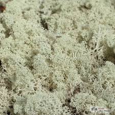 Attēlu rezultāti vaicājumam “Cetraria islandica”