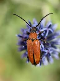 Attēlu rezultāti vaicājumam “Leptura rubra”