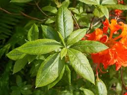 Attēlu rezultāti vaicājumam “Rhododendron calendulaceum flower”