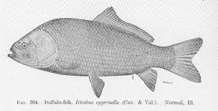 Image result for Ictiobus cyprinellus