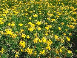 Attēlu rezultāti vaicājumam “Lotus corniculatus”