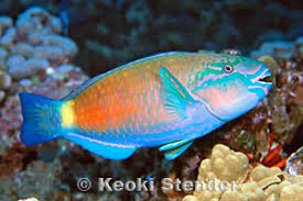 Image result for Chlorurus perspicillatus