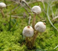 Attēlu rezultāti vaicājumam “Tulostoma fimbriatum”