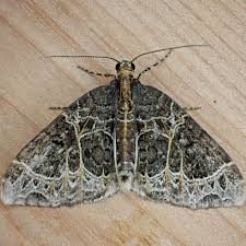 Attēlu rezultāti vaicājumam “Ecliptopera silaceata”