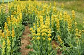 Attēlu rezultāti vaicājumam “Gentiana pneumonanthe flower”