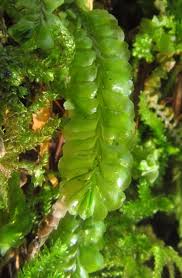 Attēlu rezultāti vaicājumam “Plagiochila porelloides”