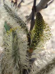 Attēlu rezultāti vaicājumam “Salix cinerea”