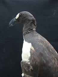 Image result for Pinguinus impennis