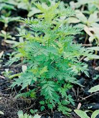 Image result for Artemisia annua