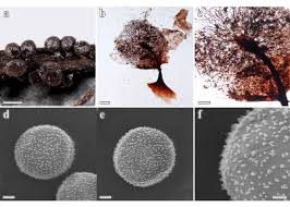 Attēlu rezultāti vaicājumam “Lamproderma pulchellum spores”