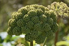 Attēlu rezultāti vaicājumam “Angelica archangelica”