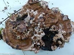 Attēlu rezultāti vaicājumam “Hydnellum sp.”