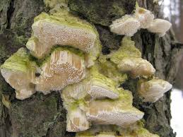 Attēlu rezultāti vaicājumam “Diplomitoporus flavescens”