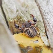 Attēlu rezultāti vaicājumam “Chelifer cancroides”