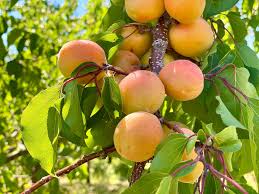 Attēlu rezultāti vaicājumam “Libanotis montana fruit”