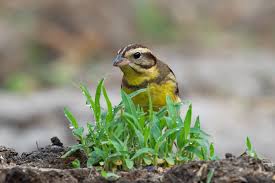 Image result for Emberiza aureola