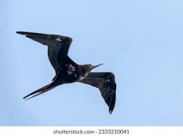 Image result for Fregata aquila