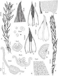 Attēlu rezultāti vaicājumam “Didymodon tophaceus sporophyte”