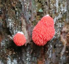 Attēlu rezultāti vaicājumam “Tubifera sp.”