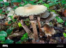 Attēlu rezultāti vaicājumam “Psathyrella lacrymabunda”