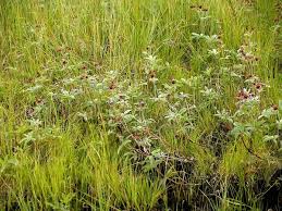 Attēlu rezultāti vaicājumam “Comarum palustre”