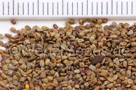 Attēlu rezultāti vaicājumam “Barbarea vulgaris subsp. arcuata fruit”