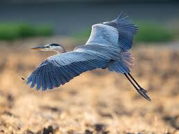 Image result for heron