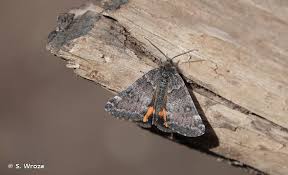 Attēlu rezultāti vaicājumam “Boudinotiana notha”