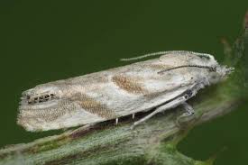 Attēlu rezultāti vaicājumam “Adomerus biguttatus”