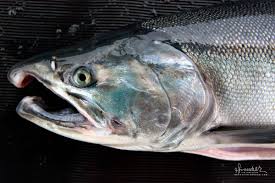 Image result for Oncorhynchus kisutch