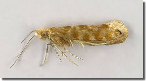 Attēlu rezultāti vaicājumam “Argyresthiidae”