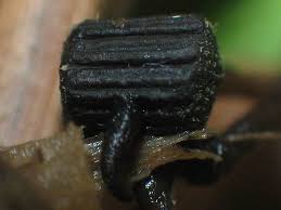 Attēlu rezultāti vaicājumam “Myriosclerotinia scirpicola”