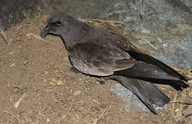 Image result for Oceanodroma monorhis