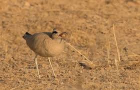 Image result for Cursorius cursor