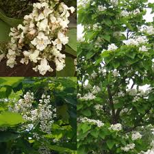 Attēlu rezultāti vaicājumam “Catalpa ovata”