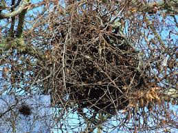 Attēlu rezultāti vaicājumam “Taphrina betulina”