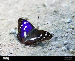 Attēlu rezultāti vaicājumam “Apatura iris”