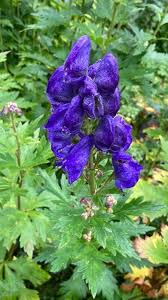 Attēlu rezultāti vaicājumam “Aconitum napellus”