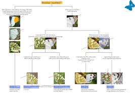 Attēlu rezultāti vaicājumam “Lopinga achine upperside”