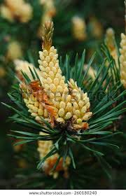 Attēlu rezultāti vaicājumam “Pinus sylvestris male flower”