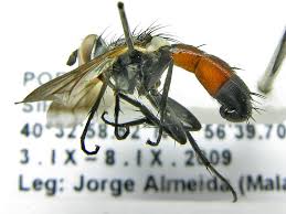 Attēlu rezultāti vaicājumam “Cylindromyia sp.”