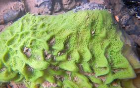 Attēlu rezultāti vaicājumam “Spongilla lacustris”