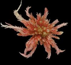 Attēlu rezultāti vaicājumam “Sphagnum rubellum”