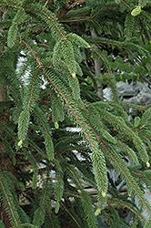 Attēlu rezultāti vaicājumam “Picea abies fo. virgata leaf”