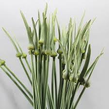 Attēlu rezultāti vaicājumam “Allium cepa”